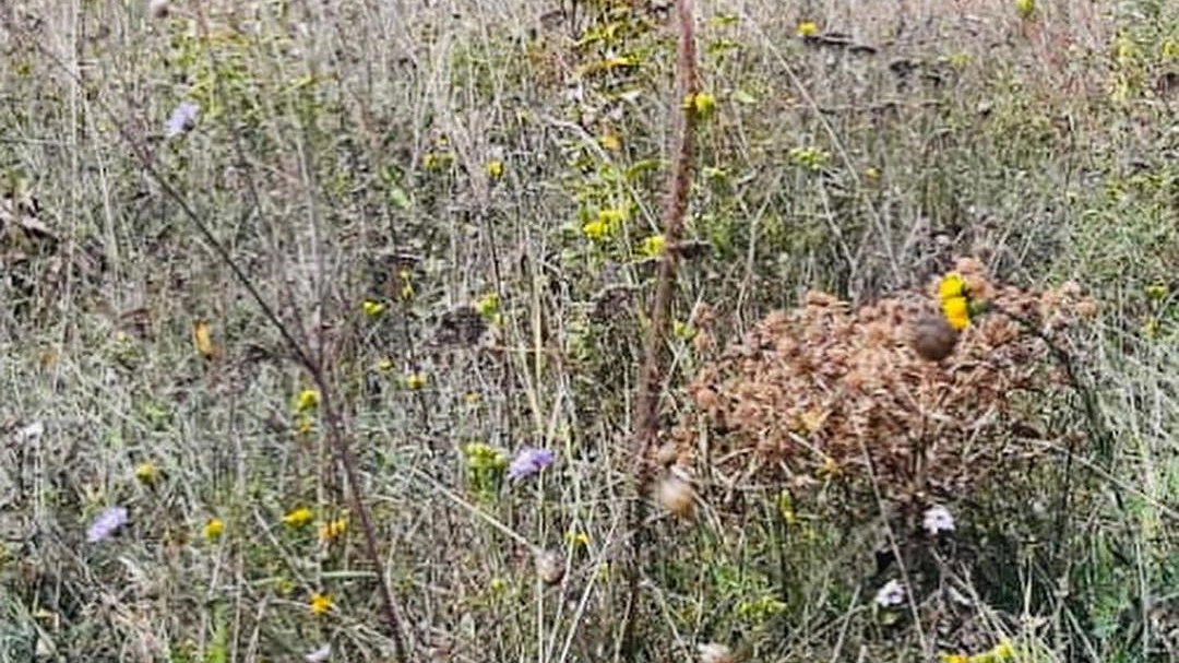 В пригороде Новороссийска изымают неиспользуемые сельхозземли