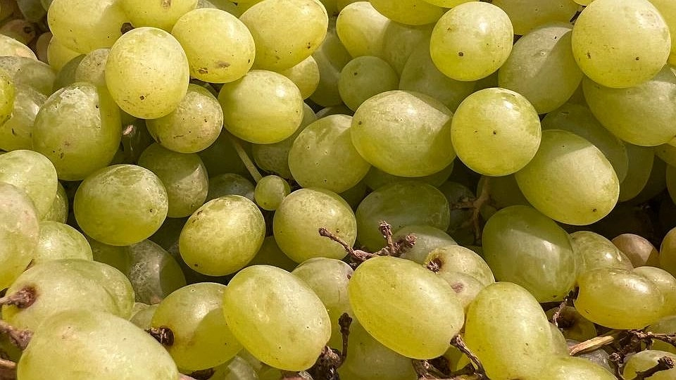 Эта ягода самая опасная : а мы ее ставим на стол как деликатес, еще и детей этим кормим