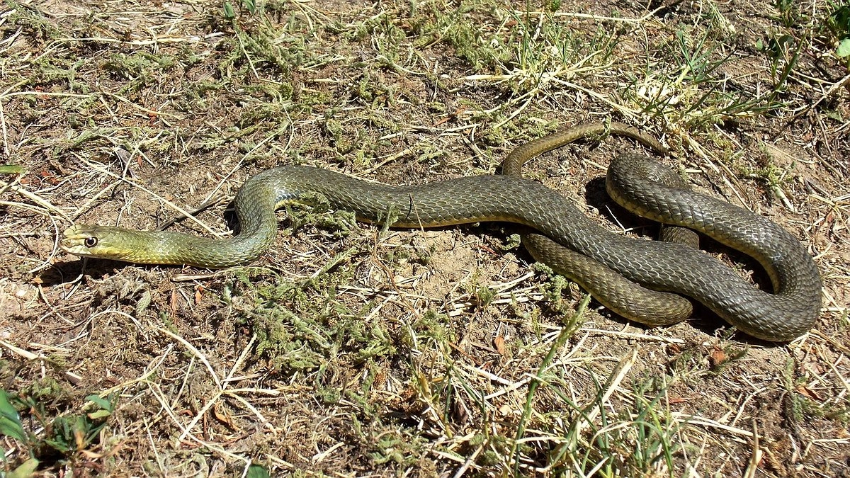 Главная картинка новости: Специалисты раскрыли причины увеличения числа змеиных укусов в Краснодарском крае