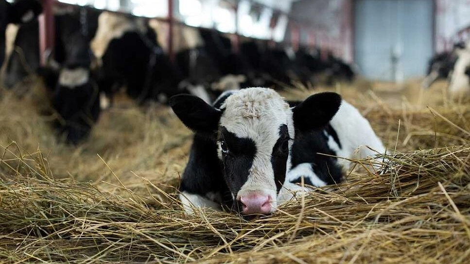 Более 16 тысяч хозяйств Новороссийска проверили во время микропереписи