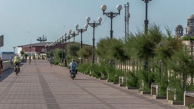 Тамариски на Набережной в Новороссийске пережили все невзгоды погоды