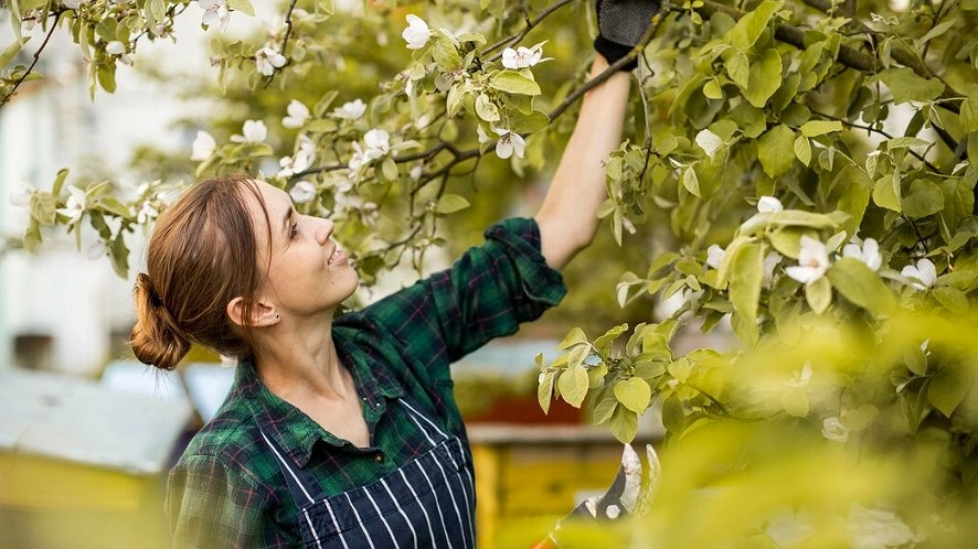 Чем обработать яблоню от болезней и вредителей весной, когда уже распустились листья