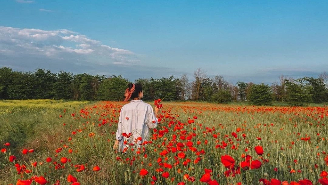 Главная картинка новости: В окрестностях Анапы нашли поле цветущих маков. Где можно сделать красивые снимки?