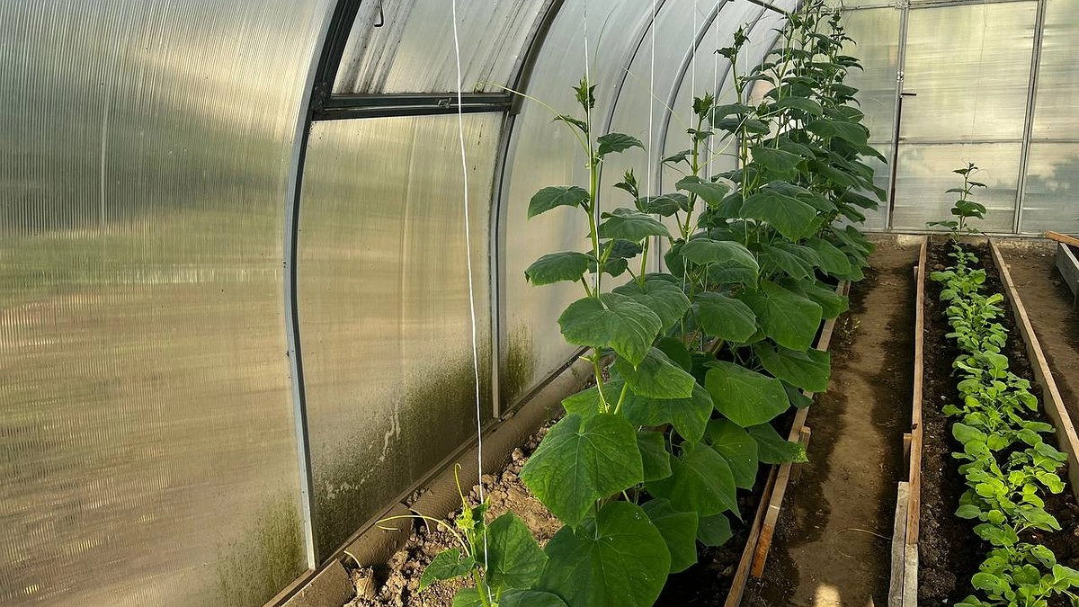 Главная картинка новости: На ведро воды всего 1 щепотка такой специи, и огурцы больше не болеют: все плоды вырастают как на подбор ровными, хрустящими и сочными