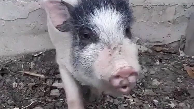 Главная картинка новости: В пригороде Новороссийска заблудился поросенок
