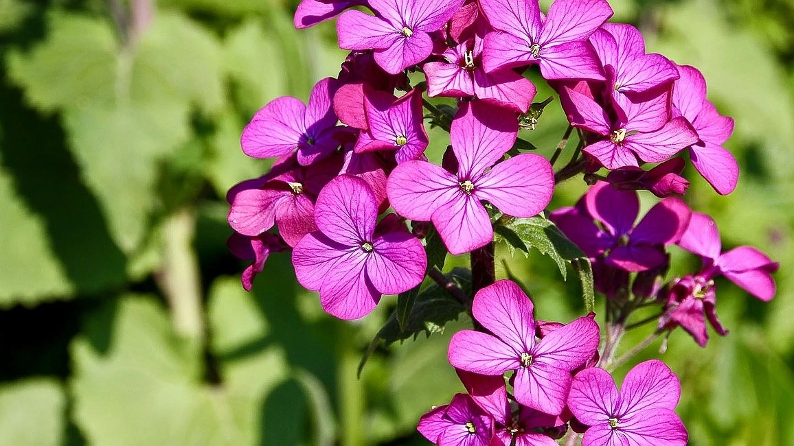 3 ложки в горшок – и герань удивит пышной "шапкой": цвести будет весь год напролет