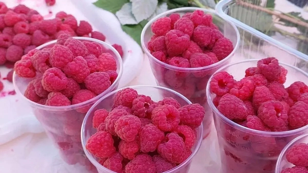 Цены на малину в Новороссийске взлетели: за килограмм просят 3000 рублей