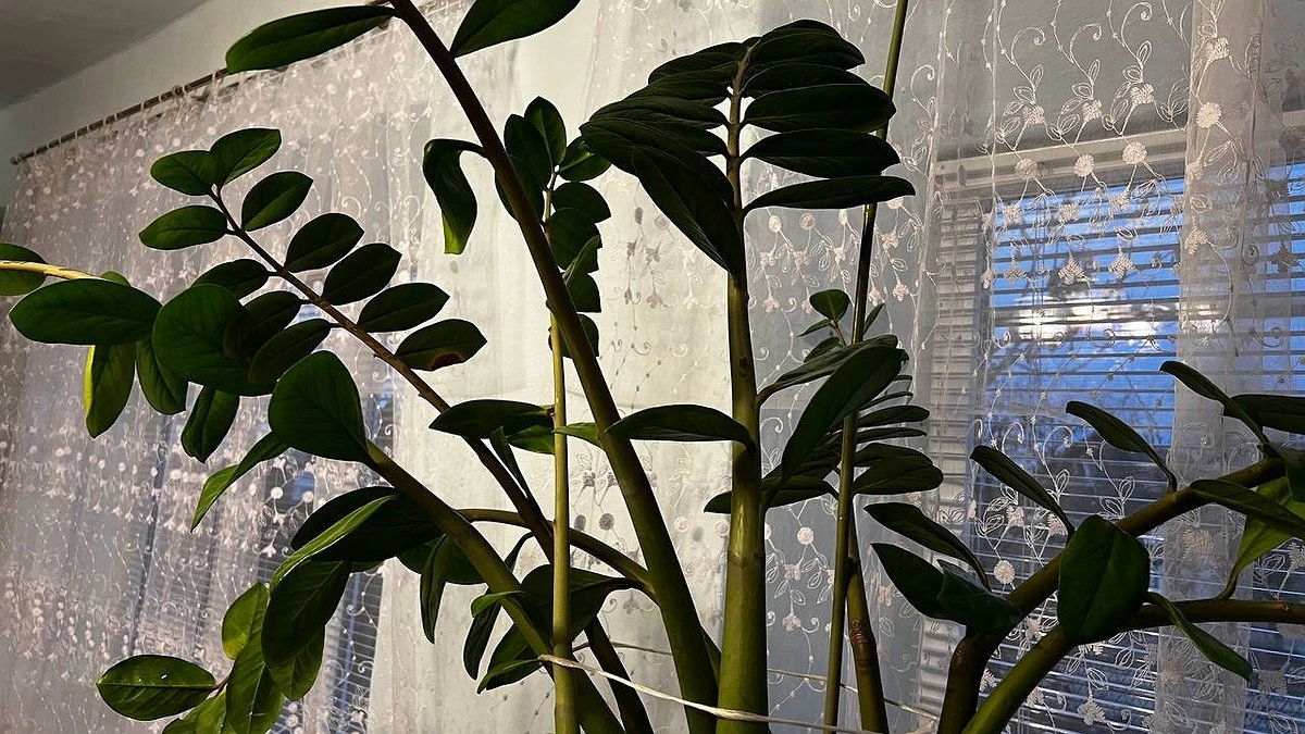 Главная картинка новости: 2 ложки на 1 литр – и в цветах никогда не будет грибка и мошек: цветоводы нереально счастливы