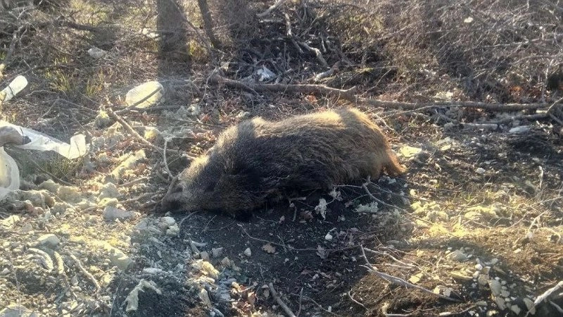 В Кирилловке обещают очистить улицу от мусора и туш диких кабанов до конца месяца