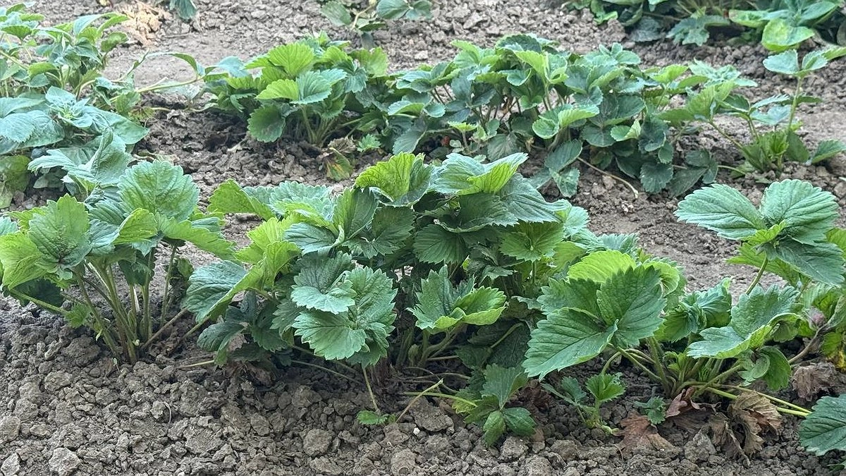 Главная картинка новости: Лайфхак ухода за клубникой после сбора ягод: эксперт раскрывает 6 важных этапов и предлагает простой рецепт подкормки