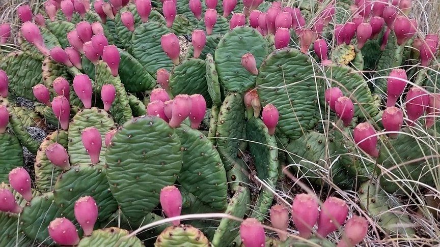 На Маркотхе созревают съедобные кактусы: новороссийцы делятся снимками
