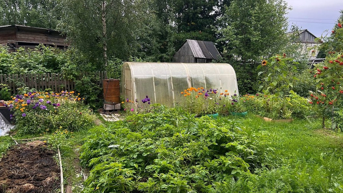 Доломитовая мука заменит навоз: садоводы рассказали о простом способе восстановить почву осенью