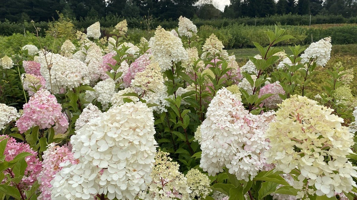 Садоводы рассказали, что нужно сделать с гортензией в октябре для пышного цветения