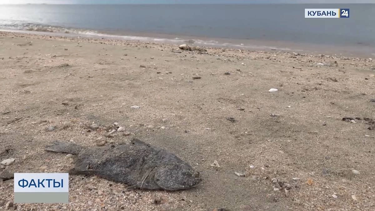 Берег Азовского моря усыпан мёртвой рыбой: осетры, камбала и креветки гибнут сотнями
