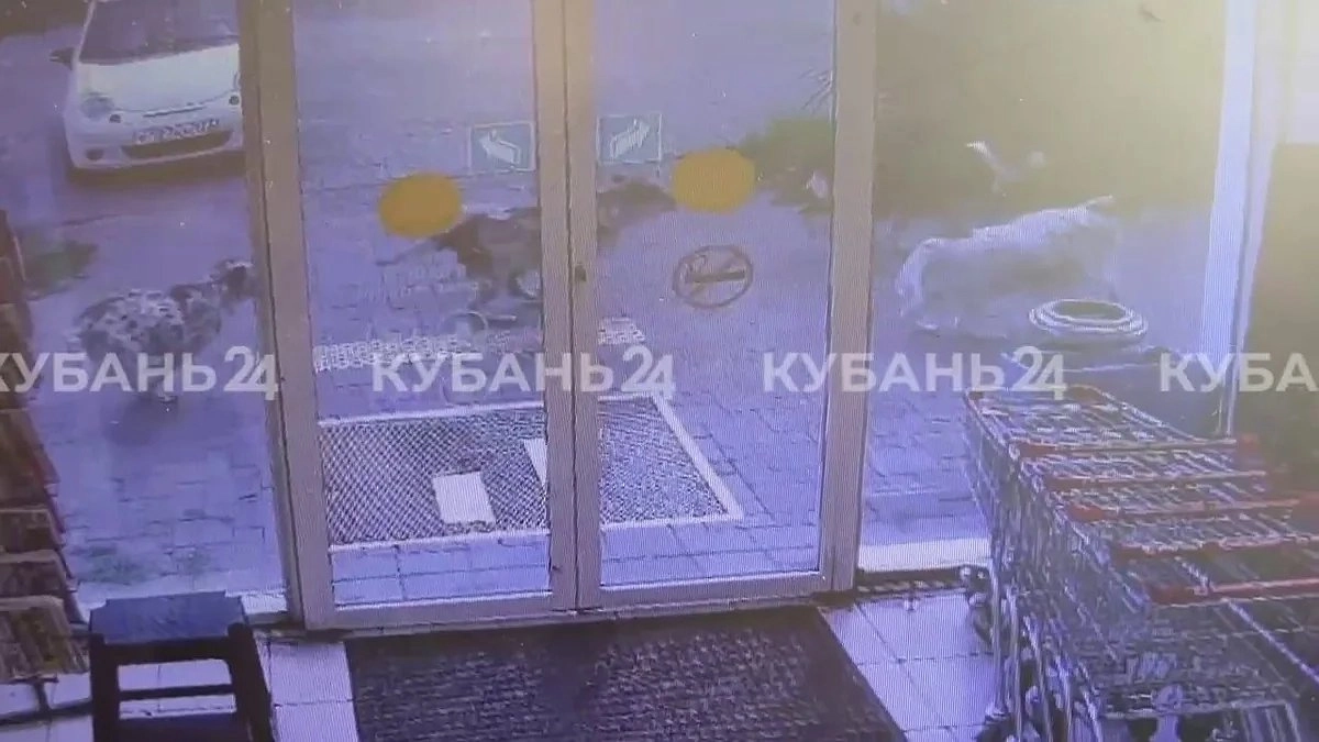В Геленджике бездомные собаки напали на девятилетнего мальчика у магазина