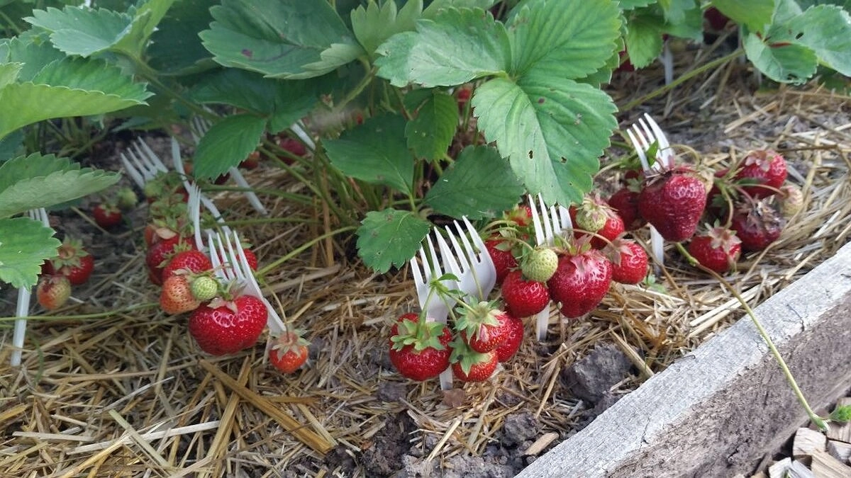 Главная картинка новости: Вот зачем нельзя обрезать листья клубники после сбора урожая: 3 железных аргумента