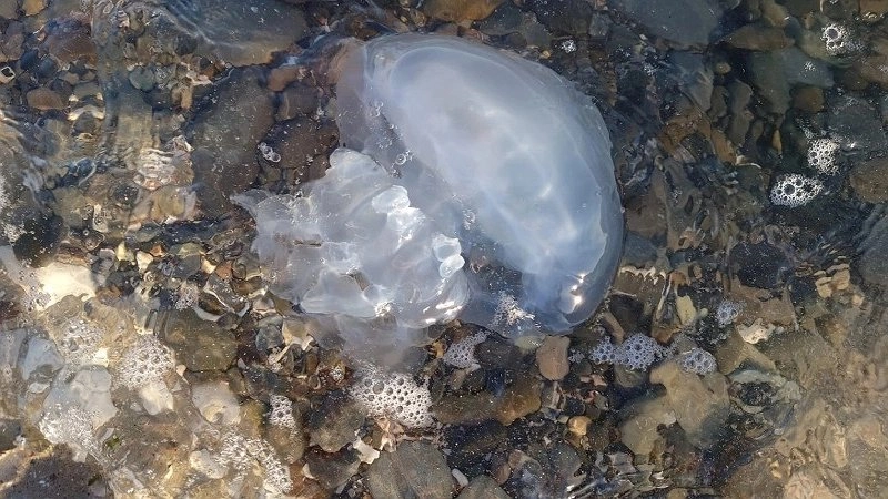 Медузы на пляже "Алексино" в Новороссийске