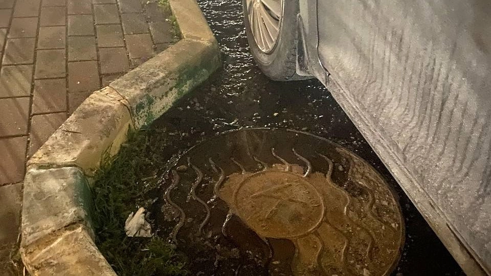 Главная картинка новости: Фекальное болото под окнами: жители Новороссийска уже месяц задыхаются от вони, а чиновники перекидывают друг на друга ответственность