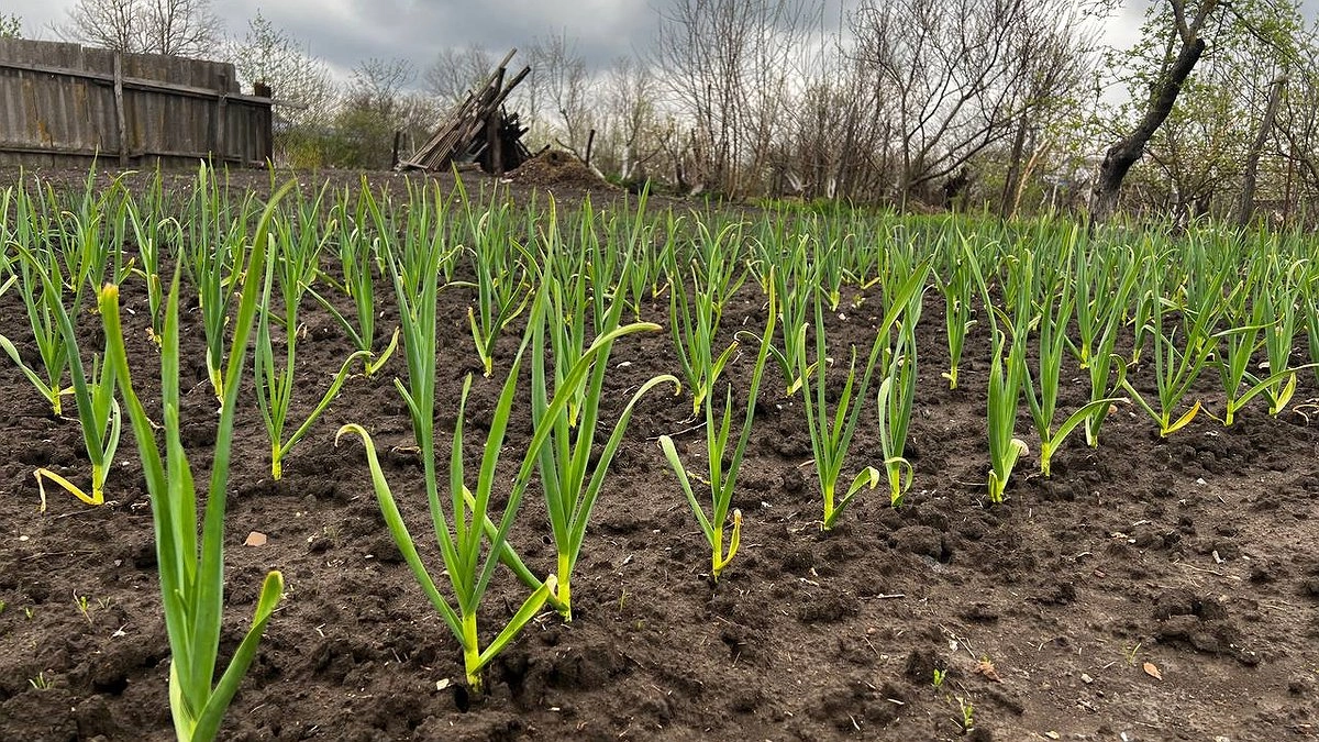 Чеснок в мае требует особого ухода: 3 проверенные подкормки для богатого урожая