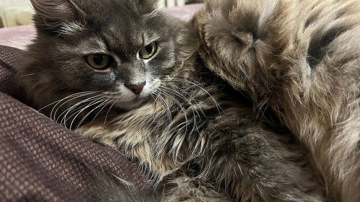 Главная картинка новости: Ветеринары в ужасе: я думала, кошка счастлива, а она умирала у меня на руках