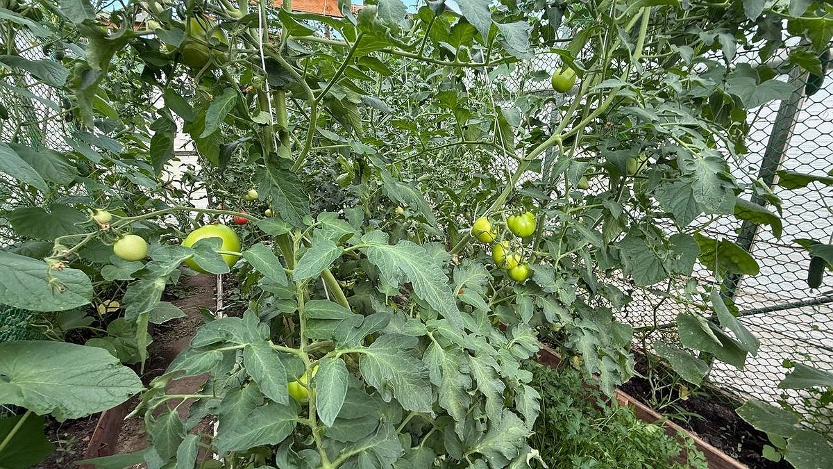 Главная картинка новости: Помидоры с сюрпризом: что нужно делать, если внутри черви