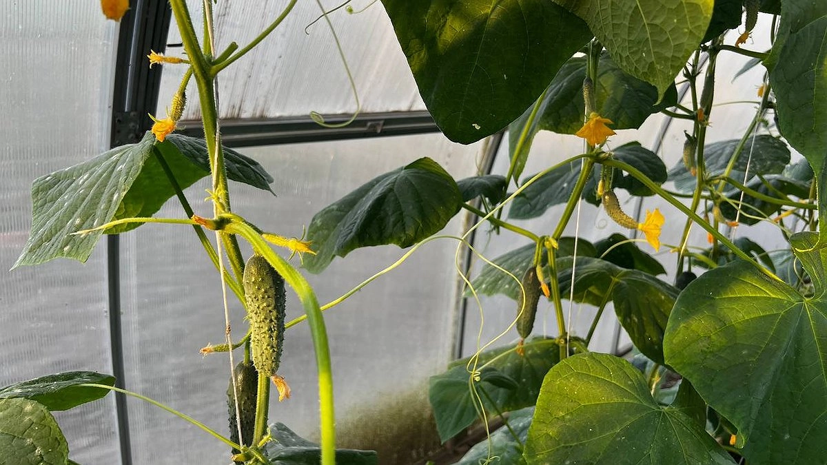 Как и когда высаживать рассаду огурцов в мае 2025 в открытый грунт и в теплицу