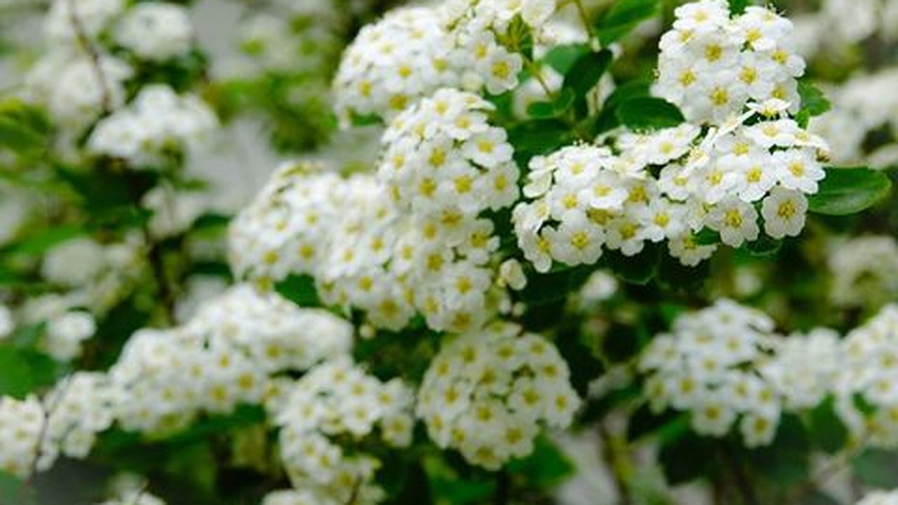 Главная картинка новости: На улицах Новороссийска цветут розовые каштаны, пышные розы и ароматные тюльпаны. Подборка фотографий