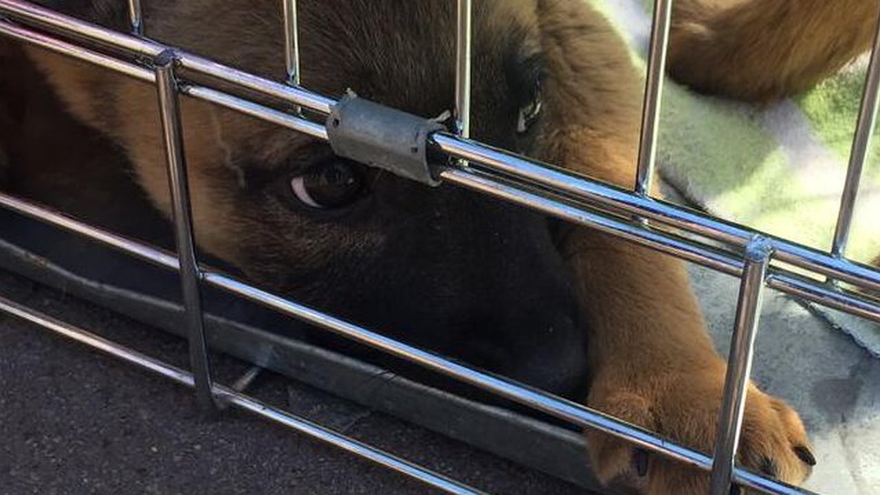 Главная картинка новости: Завтра в бульваре Черняховского пройдет выставка бездомных животных