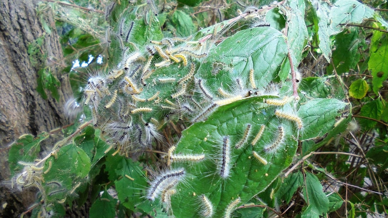 Главная картинка новости: Гусеницы продолжают уничтожать деревья Новороссийска