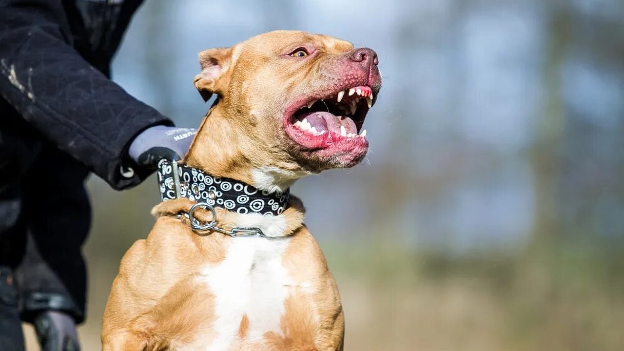 Главная картинка новости: Полиция ищет хозяина собаки, которая напала на девочку под Новороссийском