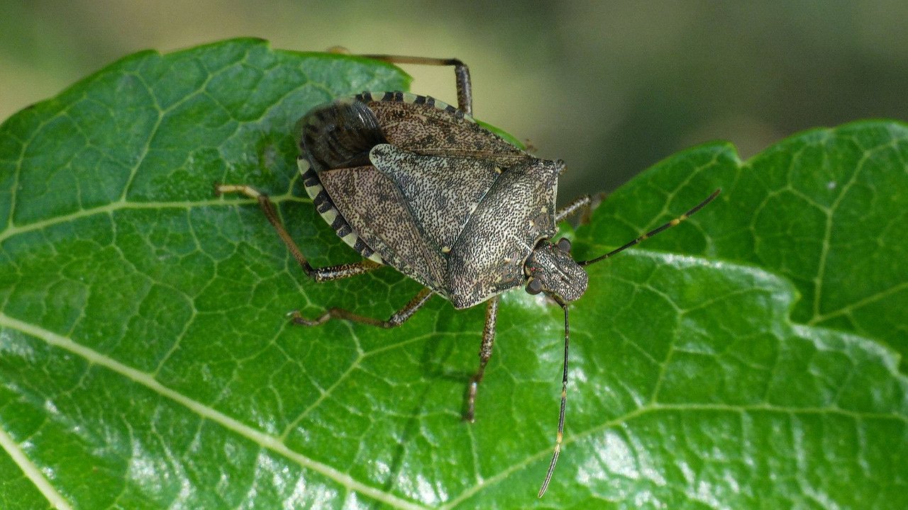 Главная картинка новости: Власти Новороссийска выделяют 226 тысяч на борьбу с клопами