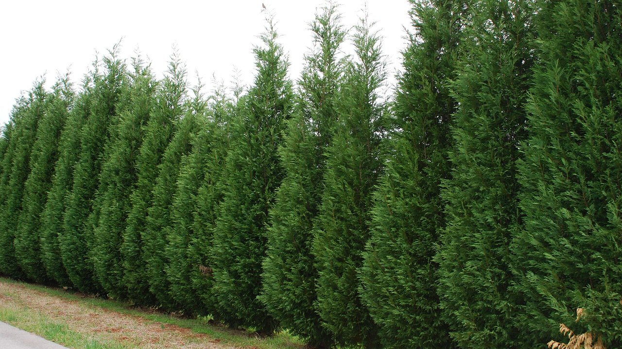 Главная картинка новости: В Новороссийске закупают саженцы кипарисовика за 11,3 миллионов