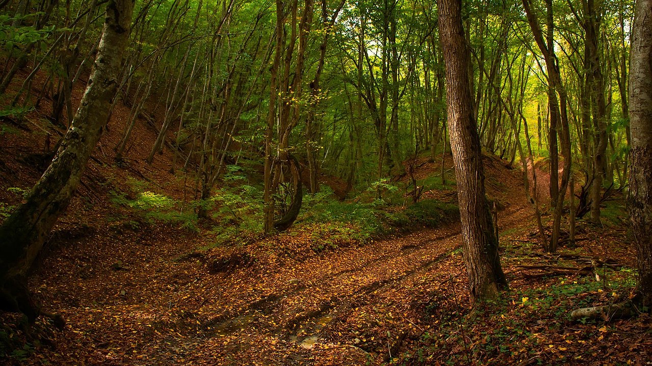 Главная картинка новости: На Кубани восстановили более 2,2 тысячи гектаров леса