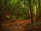 На Кубани восстановили более 2,2 тысячи гектаров леса