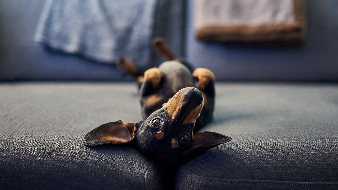 Главная картинка новости: Слишком любит животных: в Новороссийске мужчину будут судить за похищение собаки