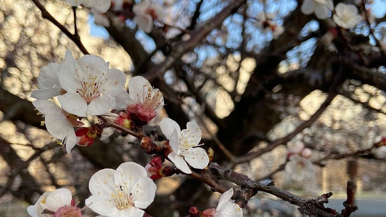 Главная картинка новости: Цветущие деревья радуют своей красотой. Фотоподборка весеннего Новороссийска
