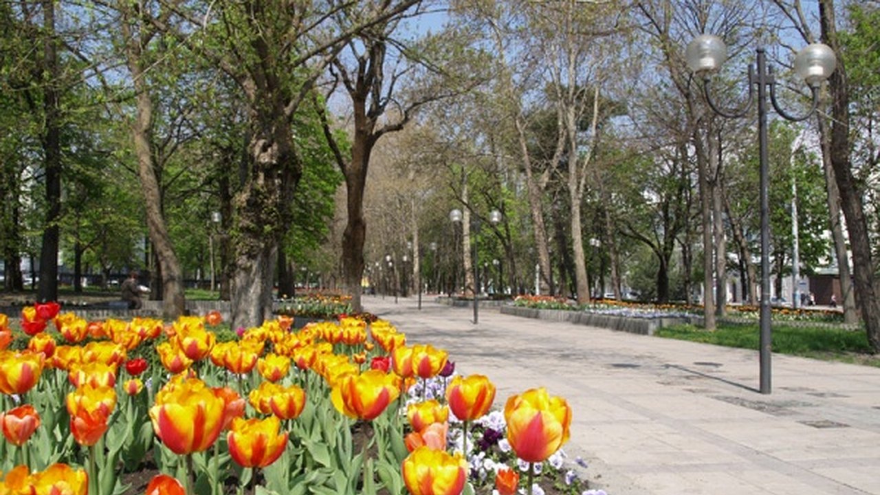 Главная картинка новости: В следующем году по Новороссийску высадят 600 тысяч растений