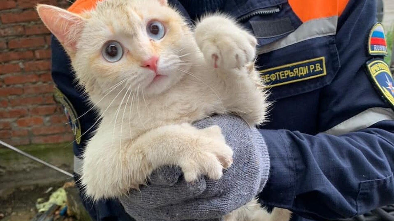 Главная картинка новости: В Новороссийске спасли кота, просидевшего три дня на крыше