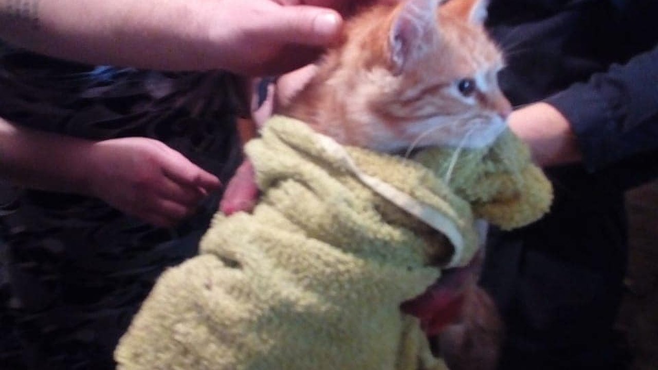 Главная картинка новости: «Пушистым суету навести охота». Новороссийские спасатели достали из ливневки котенка, который просидел там 5 дней