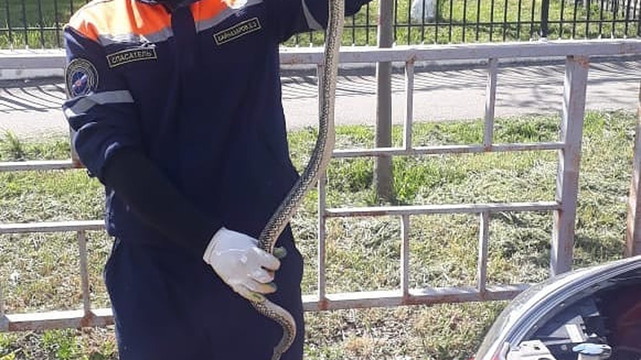 Главная картинка новости: Змея приехала из Абрау-Дюрсо в Новороссийск, спрятавшись в машине. Видео