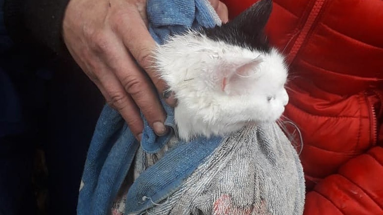 Главная картинка новости: Новороссийский кот покорил елку, но спуститься на землю не смог