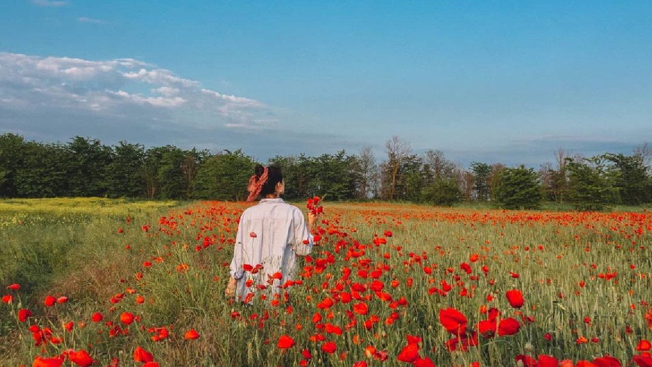 Главная картинка новости: В окрестностях Анапы нашли поле цветущих маков. Где можно сделать красивые снимки?