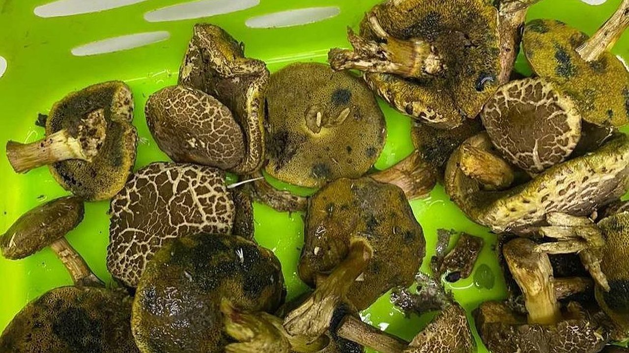 Главная картинка новости: Грибники Новороссийска продолжают делиться фотографиями своего урожая в сети