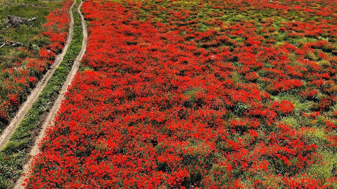 Главная картинка новости: «Настоящая маковая феерия!» Под Новороссийском нашли огромное поле алых цветов. Видео