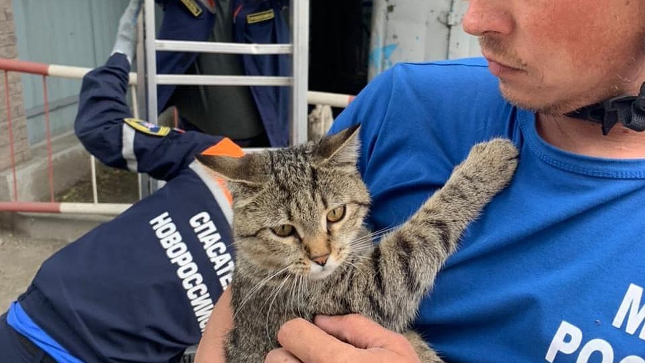 Главная картинка новости: За день спасатели Новороссийска помогли двум котам и рептилии