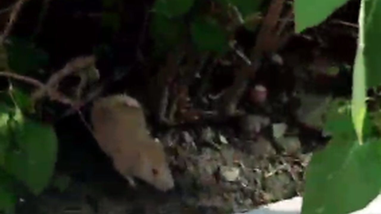 Главная картинка новости: Новороссийцы нашли на улице верную крысу-Хатико