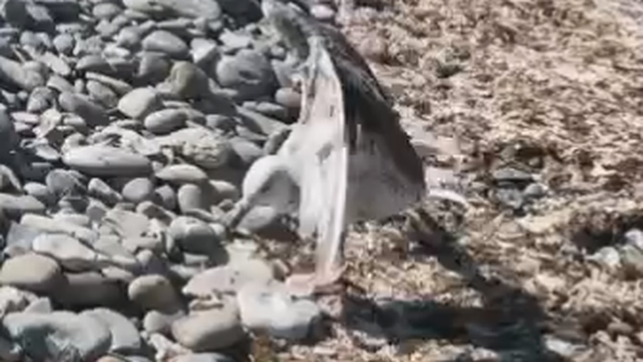 Главная картинка новости: Остров Суджук в Новороссийске усеян телами чаек: видео