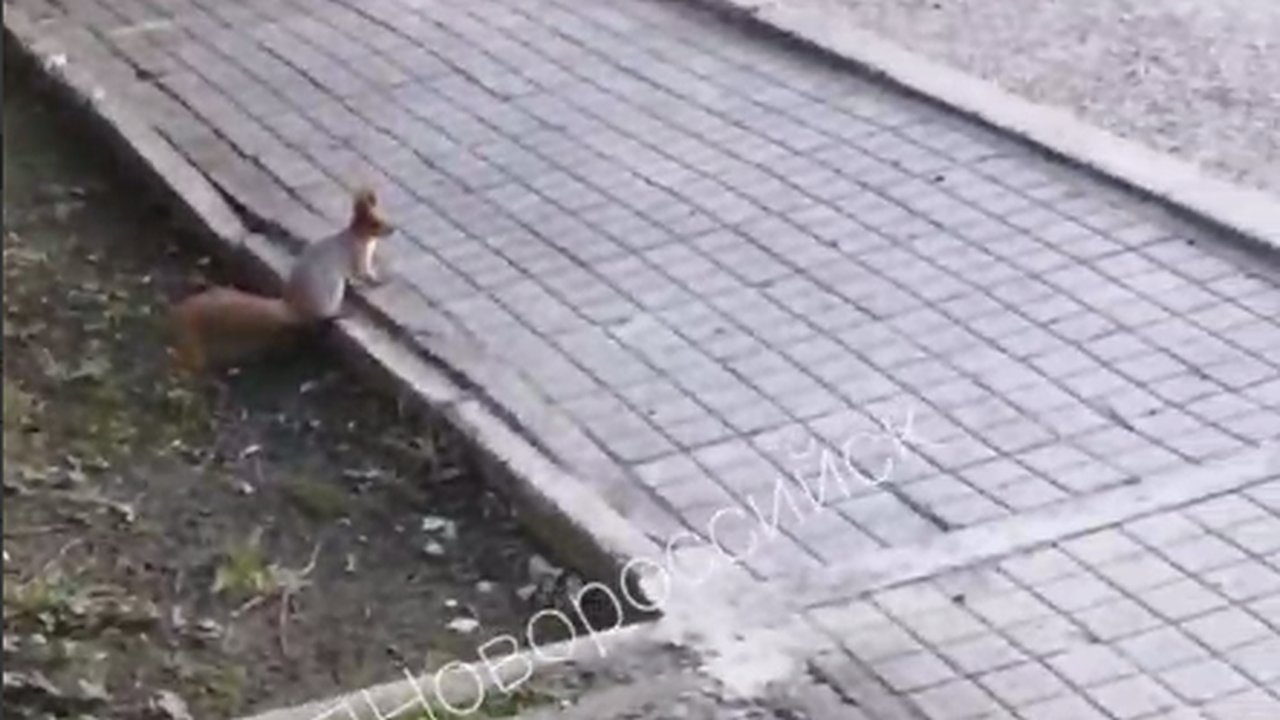 Главная картинка новости: В Южном районе Новороссийска поселилась белка. Видео