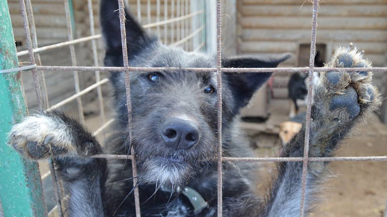 Главная картинка новости: В субботу в Новороссийске пройдет забег в помощь бездомным животным