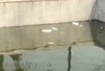 Миниатюра новости: Гости Новороссийска возмутились грязным прудом в парке Фрунзе. Видео